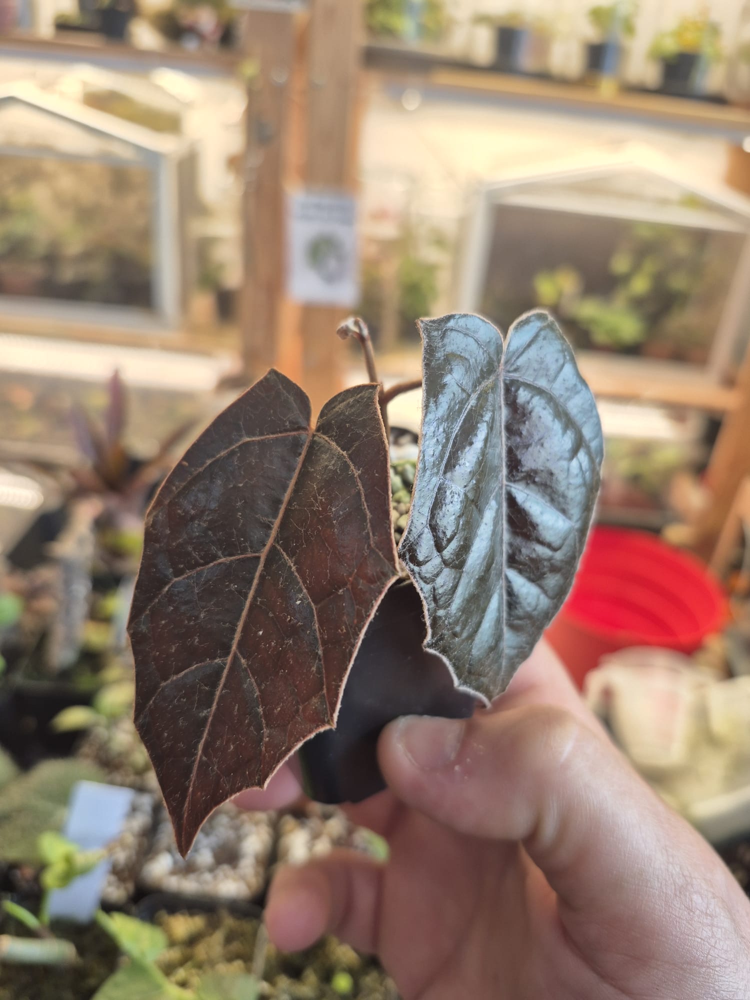 Pterisanthes sp. Borneo